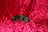 Nala Mini , a female Miniature Dachshund for sale in Bloomington, IN – Photo 4 of 8