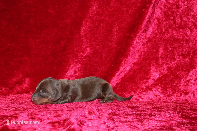 Nala Mini  – Miniature Dachshund puppy for sale in Bloomington, IN
