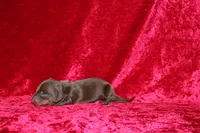 Nala Mini , a female Miniature Dachshund for sale in Bloomington, IN – Photo 1 of 8