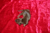 Nala Mini , a female Miniature Dachshund for sale in Bloomington, IN – Photo 8 of 8