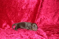 Nala Mini , a female Miniature Dachshund for sale in Bloomington, IN – Photo 7 of 8