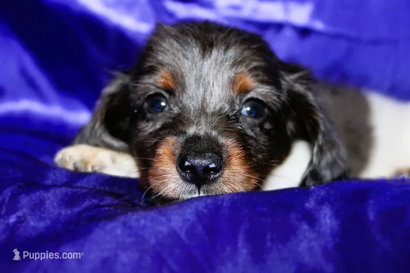 Paws – Miniature Dachshund puppy for sale in Bloomington, IN