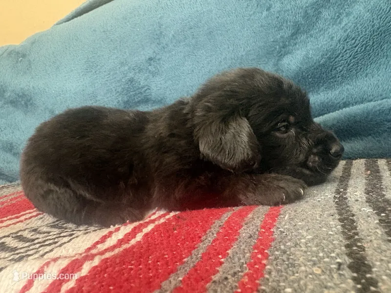 Baloo – Doxiepoo puppy for sale in Bloomington, IN