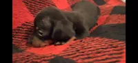 Bane, a male Miniature Dachshund for sale in Bloomington, IN – 3 of 4