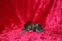 Mona Mini , a female Miniature Dachshund for sale in Bloomington, IN – Photo 2 of 9