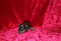 Mona Mini , a female Miniature Dachshund for sale in Bloomington, IN – Photo 3 of 9