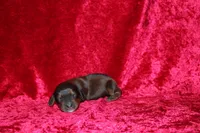 Mona Mini , a female Miniature Dachshund for sale in Bloomington, IN – Photo 5 of 9