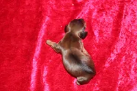 Mona Mini , a female Miniature Dachshund for sale in Bloomington, IN – Photo 9 of 9