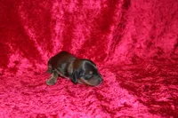 Mona Mini , a female Miniature Dachshund for sale in Bloomington, IN – Photo 7 of 9
