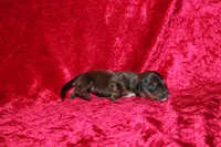Mona Mini , a female Miniature Dachshund for sale in Bloomington, IN – Photo 6 of 9