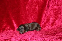 Mona Mini , a female Miniature Dachshund for sale in Bloomington, IN – Photo 4 of 9