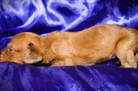 Athena, a female Miniature Dachshund for sale in Bloomington, IN – 3 of 6