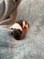 Paws, a male Miniature Dachshund for sale in Bloomington, IN – 3 of 5
