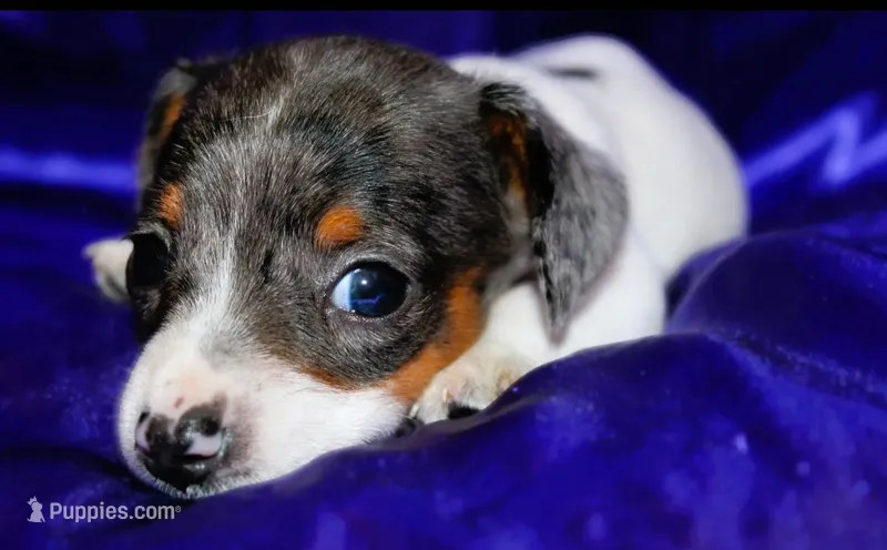 Dexter – Miniature Dachshund puppy for sale in Bloomington, IN