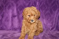 Mini Cody, a male Miniature Goldendoodle for sale in Bloomington, IN – Photo 3 of 10