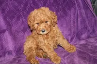 Mini Cody, a male Miniature Goldendoodle for sale in Bloomington, IN – Photo 5 of 10
