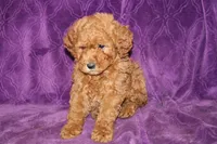 Mini Cody, a male Miniature Goldendoodle for sale in Bloomington, IN – Photo 10 of 10