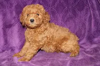Mini Cody, a male Miniature Goldendoodle for sale in Bloomington, IN – Photo 8 of 10