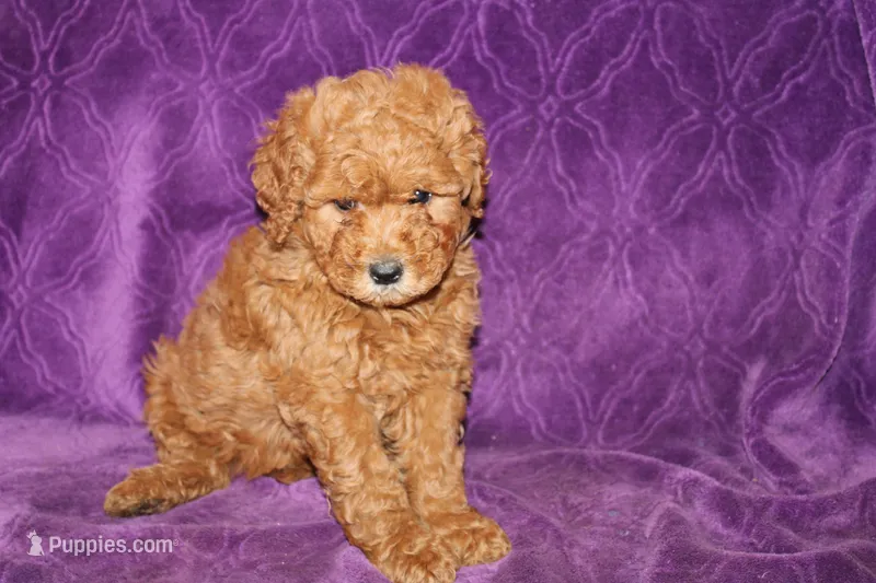 Mini Cody, a male Miniature Goldendoodle for sale in Bloomington, IN – Photo 1 of 10