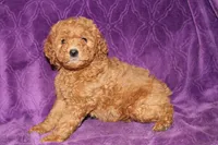 Mini Cody, a male Miniature Goldendoodle for sale in Bloomington, IN – Photo 9 of 10