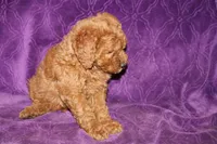 Mini Cody, a male Miniature Goldendoodle for sale in Bloomington, IN – Photo 2 of 10