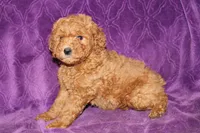 Mini Cody, a male Miniature Goldendoodle for sale in Bloomington, IN – Photo 7 of 10