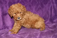 Mini Cody, a male Miniature Goldendoodle for sale in Bloomington, IN – Photo 6 of 10