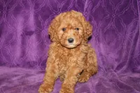 Mini Cody, a male Miniature Goldendoodle for sale in Bloomington, IN – Photo 4 of 10
