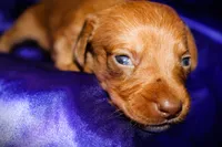 Athena, a female Miniature Dachshund for sale in Bloomington, IN – 6 of 6