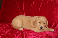 Teddy AKC OFA, a male Golden Retriever for sale in Bloomington, IN – Photo 4 of 9
