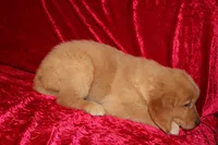 Teddy AKC OFA, a male Golden Retriever for sale in Bloomington, IN – Photo 3 of 9