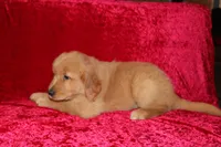 Teddy AKC OFA, a male Golden Retriever for sale in Bloomington, IN – Photo 2 of 9