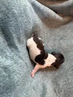 Paws, a male Miniature Dachshund for sale in Bloomington, IN – 2 of 5