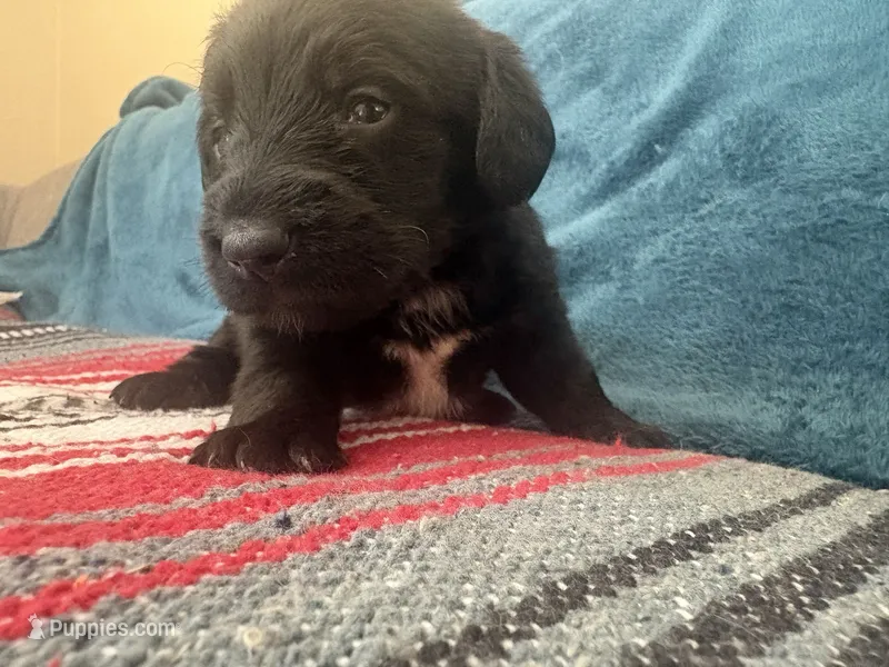 Honey – Doxiepoo puppy for sale in Bloomington, IN