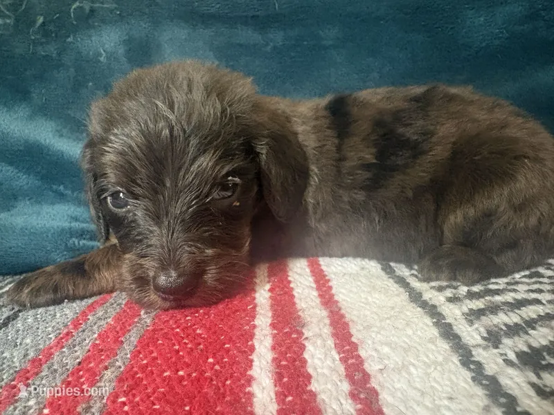 Bernard – Doxiepoo puppy for sale in Bloomington, IN