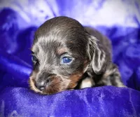 Helen, a female Miniature Dachshund for sale in Bloomington, IN – 3 of 6