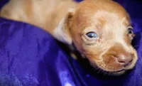 Nausica, a female Miniature Dachshund for sale in Bloomington, IN – 5 of 6