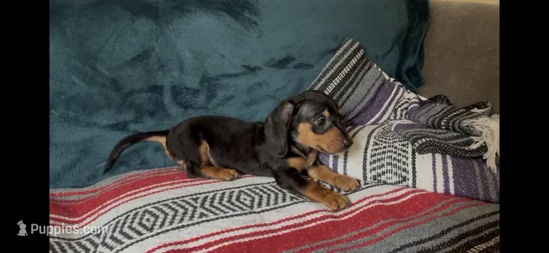 Calypso – Miniature Dachshund puppy for sale in Bloomington, IN