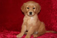 Summer AKC OFA , a male Golden Retriever for sale in Bloomington, IN – Photo 3 of 9