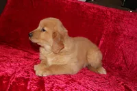 Teddy AKC OFA, a male Golden Retriever for sale in Bloomington, IN – Photo 5 of 9