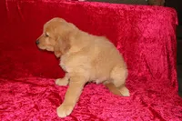 Teddy AKC OFA, a male Golden Retriever for sale in Bloomington, IN – Photo 8 of 9