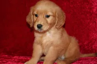 Summer AKC OFA , a male Golden Retriever for sale in Bloomington, IN – Photo 1 of 9
