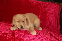 Teddy AKC OFA, a male Golden Retriever for sale in Bloomington, IN – Photo 6 of 9