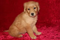 Summer AKC OFA , a male Golden Retriever for sale in Bloomington, IN – Photo 6 of 9