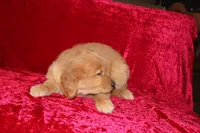 Teddy AKC OFA, a male Golden Retriever for sale in Bloomington, IN – Photo 7 of 9