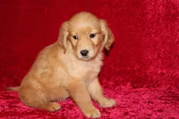Summer AKC OFA , a male Golden Retriever for sale in Bloomington, IN – Photo 7 of 9