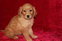 Summer AKC OFA , a male Golden Retriever for sale in Bloomington, IN – Photo 4 of 9