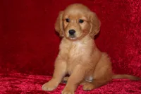 Summer AKC OFA , a male Golden Retriever for sale in Bloomington, IN – Photo 2 of 9