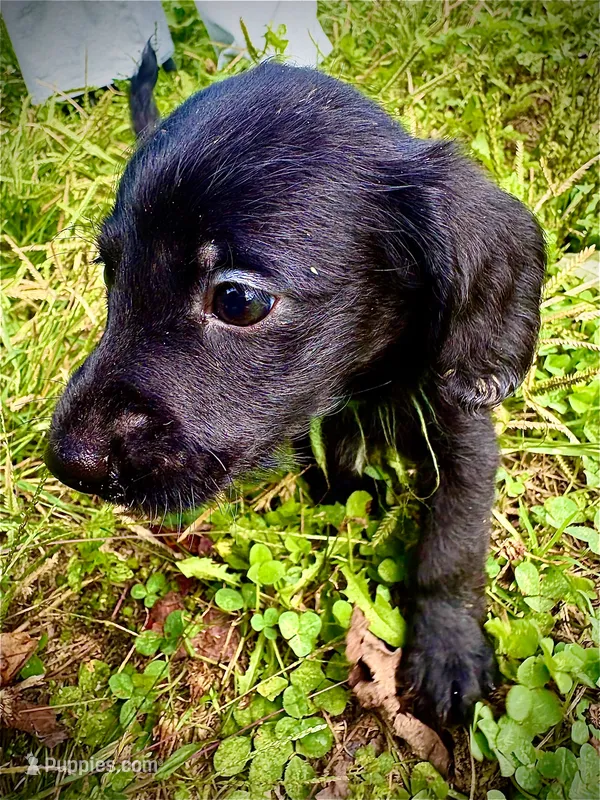 Freddy – Doxiepoo puppy for sale in Bloomington, IN
