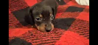 Bane, a male Miniature Dachshund for sale in Bloomington, IN – 2 of 4